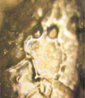 kubek aktywny 1 vegamedica